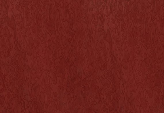 Корень вяза красный